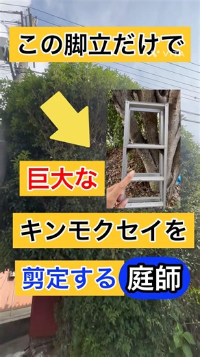 巨大な金木犀を安全に剪定する力量を培う