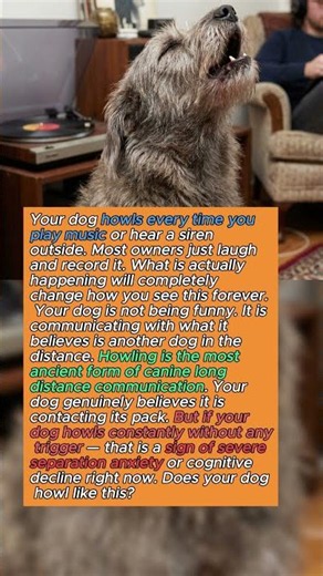 Your Dog Howls at Music for a Reason That Will Blow Your Mind