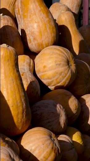 نظر یک معلم در مورد فواید کدو - #Shorts