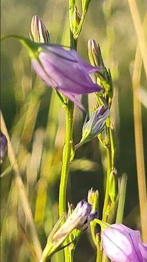 Campanula rapunculus - Campanula raponzolo