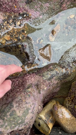 I Didn’t Expect THIS in LA Tide Pools…