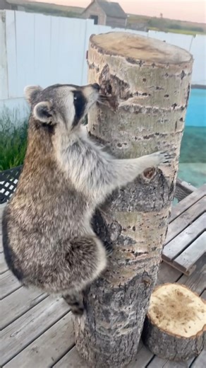 We made Diddles a perch he can climb and check on the horses but he still prefers relaxing in a chair with a pillow instead 🤣😂 he gave it a go after a while and made sure the horses were staying put, maybe we need to add a sofa to the top 🤣😂 #raccoon #raccoons #racc #petraccoon #raccoonlove #raccoonlover #raccoonlife #trashpandas #trashpanda #petlovers #petlove #petreels #petreel #animalreels #cutereels #cutepets #cuteanimals #love #happyreels #climb #wildlife #petlife #petoftheday #enrich #