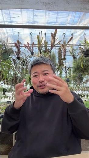 ストレプトフィラをくるくるにさせるには