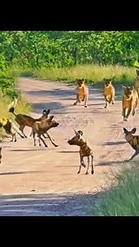 Lions Ambush Wild Dogs and Hyena