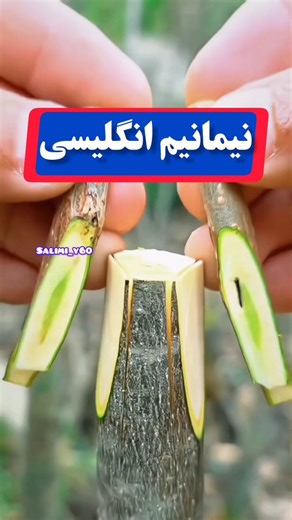 ‎آموزش پیوند، باغداری، هرس، محقق‎ on Instagram‎: "پیوند #نیمانیم زبانه دار بهتر است که قطر پایه و پیوندک همسان باشد اما در جایی که پایه قطورتر است با برش کمتری از درخت یا #نهال پایه، می‌توان برش هر دو قسمت را هم اندازه، و لایه های زاینده را از دو سو بر هم منطبق کرد البته در این ویدیو جاگذاری یک #پیوندک کافیه. #پیوند #باغ"‎