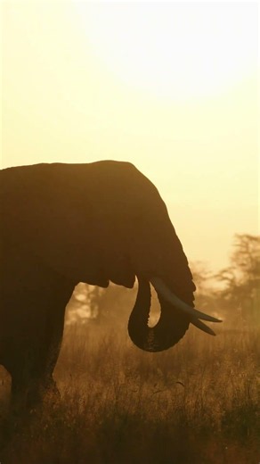 Discover Amboseli's Newest Luxury Safari Camp | Soroi Amboseli