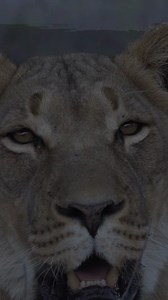 7.6K views · 84 reactions | Absorb the complete solitude and tranquillity of the spectacular Karoo National Park. A popular road trip stopover location or dedicated retreat into the untamed wild. Discover Karoo National Park. #KarooNationalPark #LiveYourWild #SANParks #WildBackyard | South African National Parks | Facebook