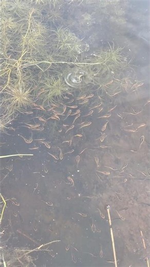 Found thousands of baby Channa fish and discovered Oriental magpie-robin eggs 😲 #fishing #animals
