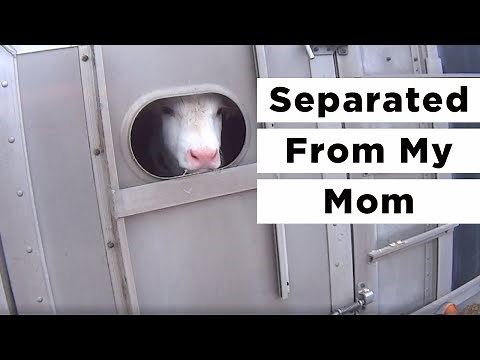 Mother Cows and Calves Separated Forever