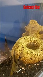 #fish #fishtank #aquarium #guppy #angelfish #tetrafish