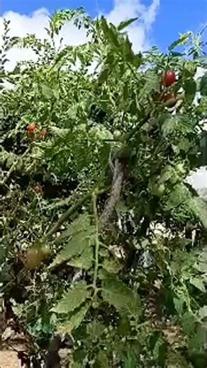 🍅 IMPRESSIONANTE! Pé de Tomate Cereja LOTADO de Tomates Madurinhos 🍒🌿