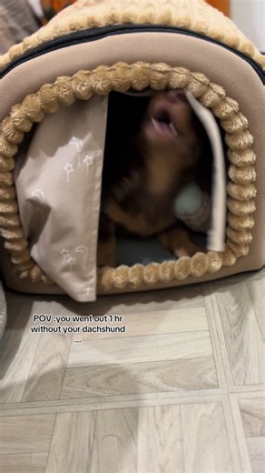 Dachshund's Dramatic Reaction to Being Left Alone