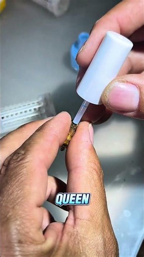 Why Beekeepers Trap the Queen Bee! 🐝