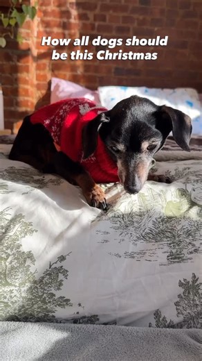 PETA on Instagram: "Safe, warm, and cozy inside 🫶 Please don’t leave your dogs out in the cold this holiday season!"