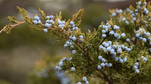 Meet NJ's native evergreen tree varieties | Opinion