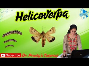Helicoverpa armigera ‪@Dr.Preety_Tomar‬