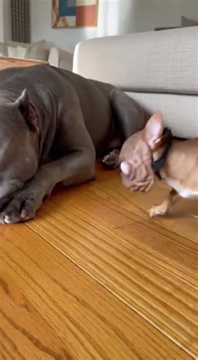 Funny Dog Prank! Alien Mask Scares Sleeping Pitbull . #viral #trending #fyp #funnyvideos #usa