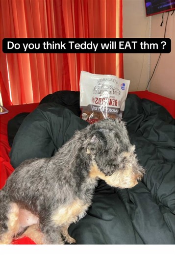 Shih Poo Puppy Waits Patiently for Treats