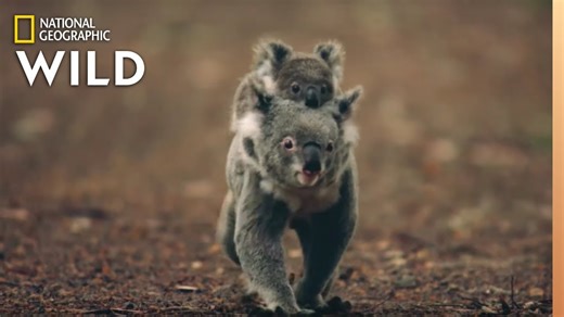 Koalas 101