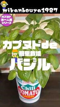 カップヌードルでバジルを育ててみた！省スペースでもたくさん収穫出来ます！