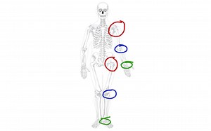 Lesson 5 - Joints | Educreations