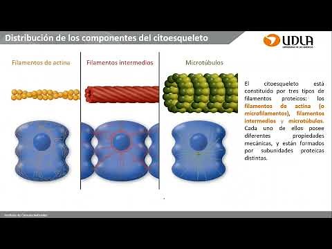 Clase de Citoesqueleto, uniones celulares y Matriz extracelular
