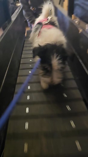 It's been a while since I've posted things Piper has been up to, so you get it all today😀 Here's her first time on the slat mill. She has to work a bit harder to do it than the big dogs😂 | Tip Top Dogs