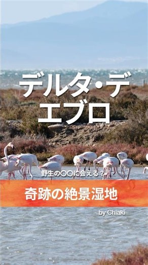 【🇪🇸バルセロナ】バルセロナから日帰り！フラミンゴが出会える奇跡の絶景デルタ・デ・エブロ
