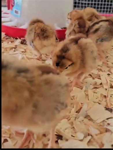 Our Easter Egger Chicks are Here!! #easteregger