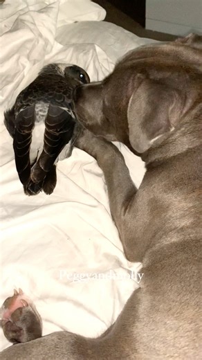 Precious moments captured in time a tiny bird tucked safely into the warmth of a loyal dog, feathers resting against fur as if they were always meant to fit there. Proving that love doesn’t care about differences, only about who feels like home. | Peggy and Molly