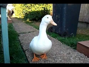 Stanley the male pekin duck