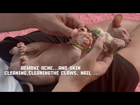 Sphynx cats have blackheads, dirty claws, and sharp claws, and I've been removing them myself.