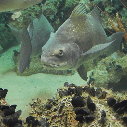 Volume up! 🔈 Have you ever heard a black drum vibrate its swim bladder? All species in the drum family can make sounds with their swim bladders, with black drums using theirs to call out to mates near and far. 🥁 #MarylandWeek | National Aquarium