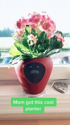 Introducing Lua: The Smart Planter for Your Household