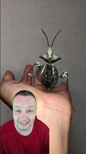 La conocías? 😱😎👌🏻 #Mantis #Religiosa #idolomantis #Diabólica #Naturaleza #África