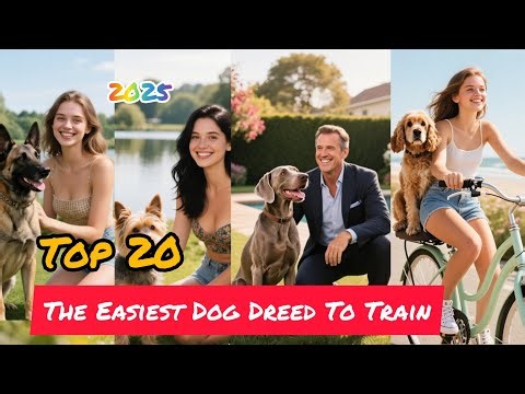 Top 20 Easiest Dog Breeds to Train – Perfect for First-Time Owners.