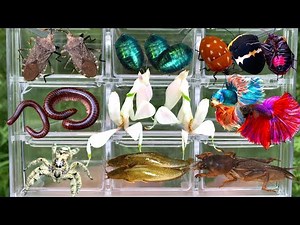 I found lots of beautiful insects in the garden.