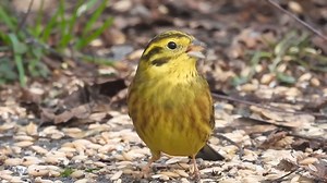 27K views · 493 reactions | So beautiful small Bird colorfully singing so great | Amazing World | Facebook