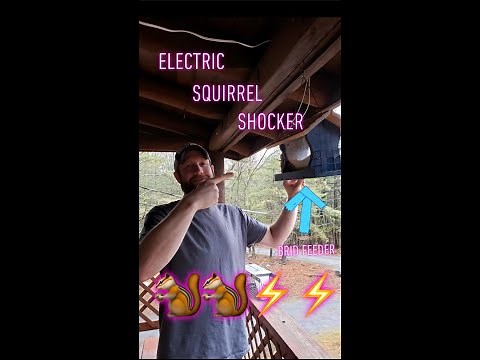 Squirrel getting shock by our homemade electric bird feeder !!!!