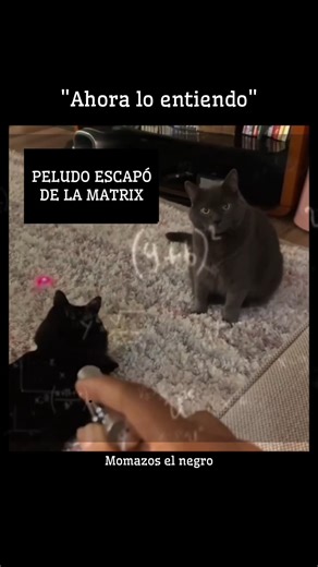 Peludo escapó de la Matrix😼🗿#matrix #gatos #cat #laser #interestelar #memes #shorts