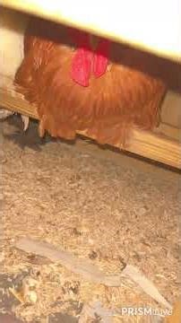 Cleaning up poo #happychickens #chicken #myanimals