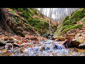 Babbling Brook Nature Sounds With Birds