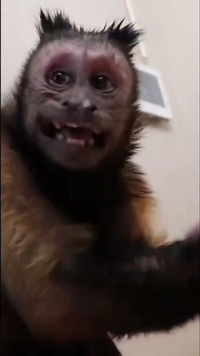 Capuchin Monkey LOVES Banana Pepper! #shorts