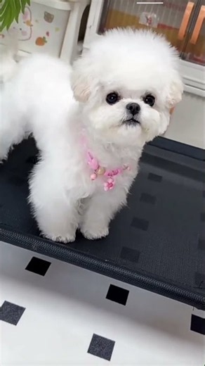 Bichon frise Teacup