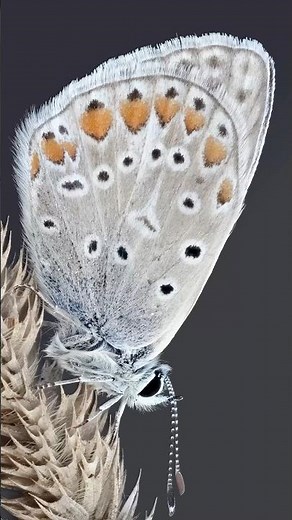 Common Blue butterfly in detail: #macrophotography #macro #zoom #entomology #nature