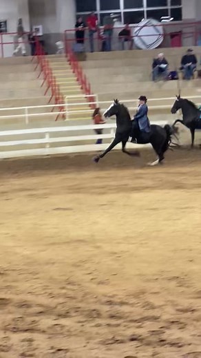 Now that’s a show pleasure hoss! MasterCard of Jazz and Hensley made one hell of a show last night in Asheville! #tennesseewalker #horse #horsesoftiktok #horseshow #equestrian #horsetrainer @hensley_127