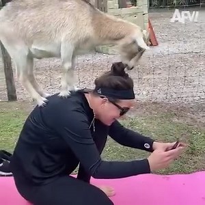 From the barn to the comedy club... | America's Funniest Home Videos