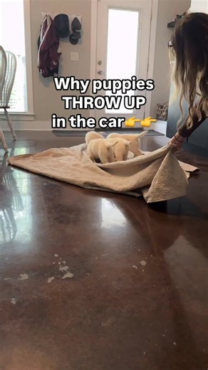 🤔Why puppies throw up in the car. ➡️Their inner ears aren’t fully developed yet, which makes them extremely prone to motion sickness - especially Golden Retrievers. ✅For the first car ride home: - Don’t feed 2-3 hours before - Keep windows cracked for fresh air - Face them forward if possible - Take breaks every 30-45 minutes - Stay calm if they get sick ➡️It’s not too late to help your puppy adapt. ✅✅ I prevent motion sickness by exposing puppies to all types of movement - horizontal (blanket 