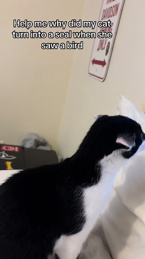 Why Does My Cat Act Like a Seal?