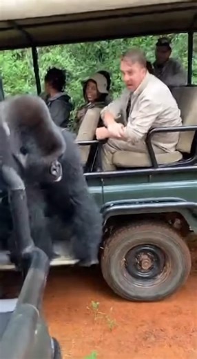 3.8M views · 24K reactions | Gorilla encounter gone wrong! | Chris and Christie fam | Facebook